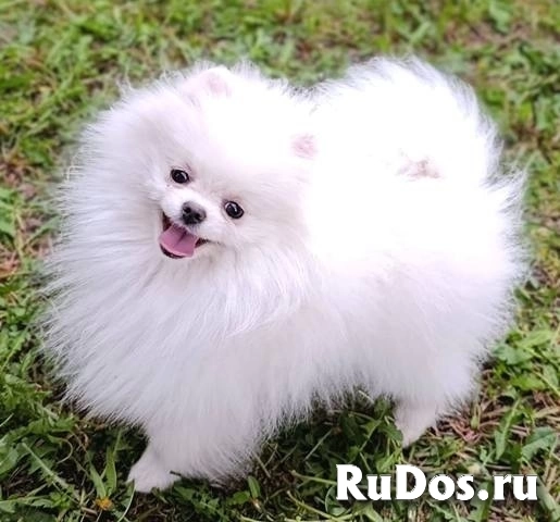 Щенки померанского шпица, девочки изображение 3