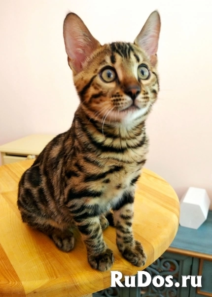 Шикарные шоу класса бенгальские котята недорого изображение 4