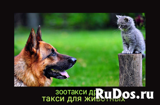 Зоотакси ,такси для животных перевозка животных, зоотакси фотка