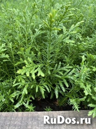 , купить растения изображение 3