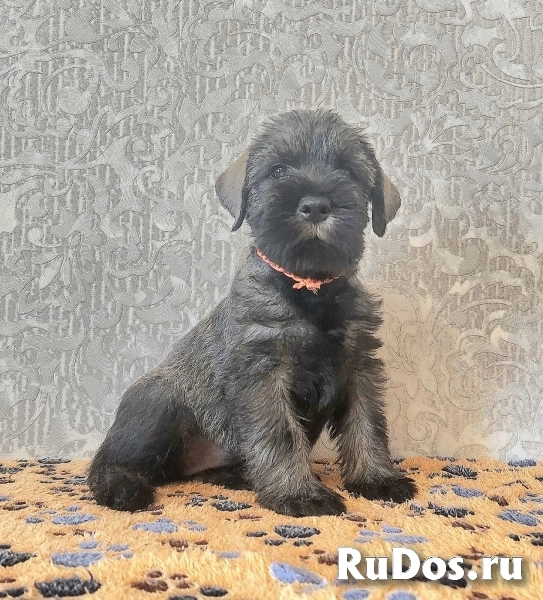 Щенки стандартного шнауцера изображение 5