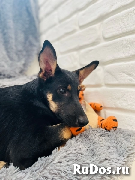 Чудесная девочка Дейзи ищет дом. изображение 4