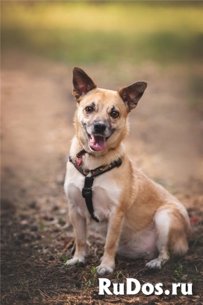 Маленькая собака Сури в добрые руки. фото