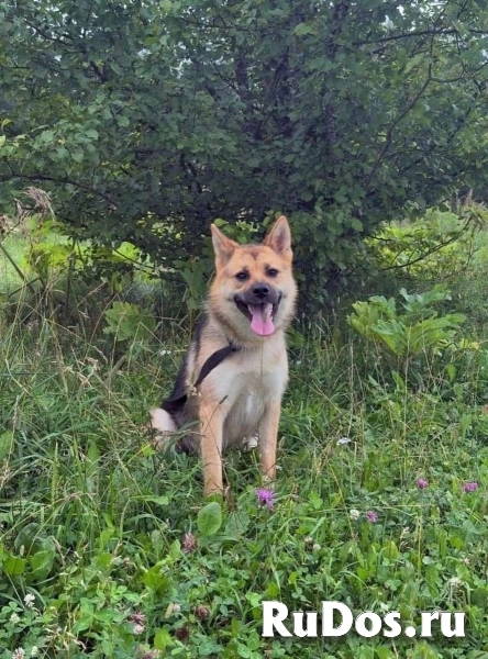 Нежная, дружелюбная Айна в добрые руки! изображение 5