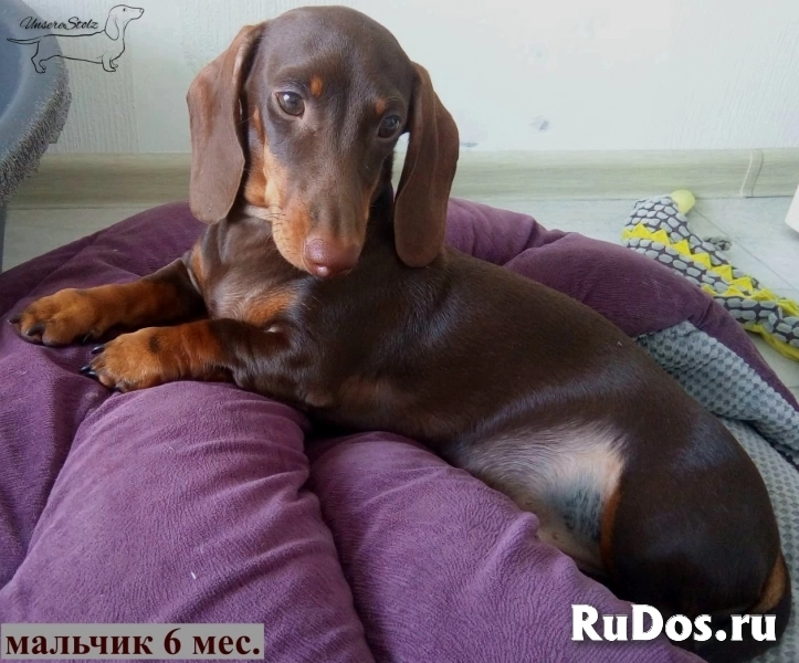 Такса миниатюрная/кроличья - шоколадные щенки/мальчики фото