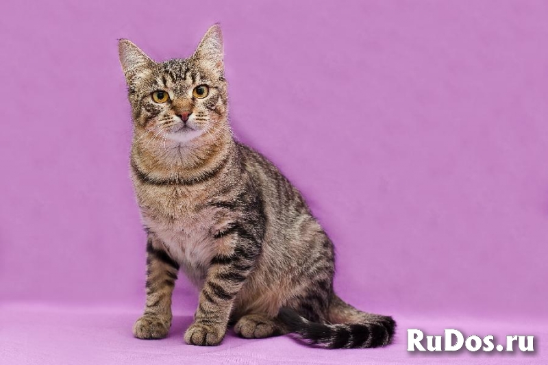 Кот Тишка в добрые ручки! изображение 5