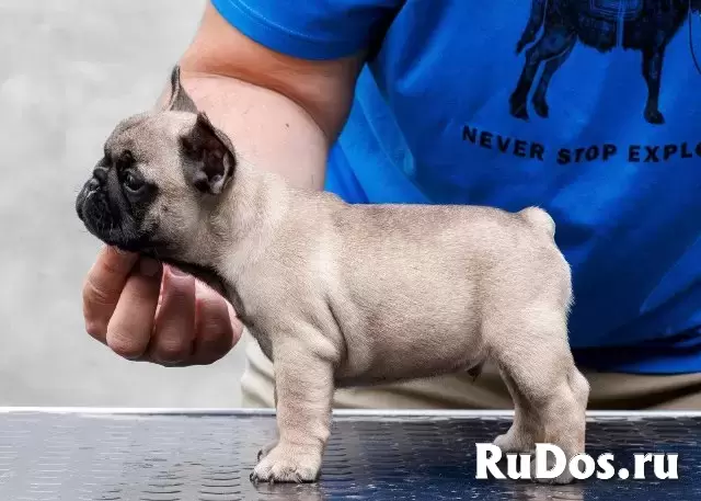 Французский бульдог, щенки фотка
