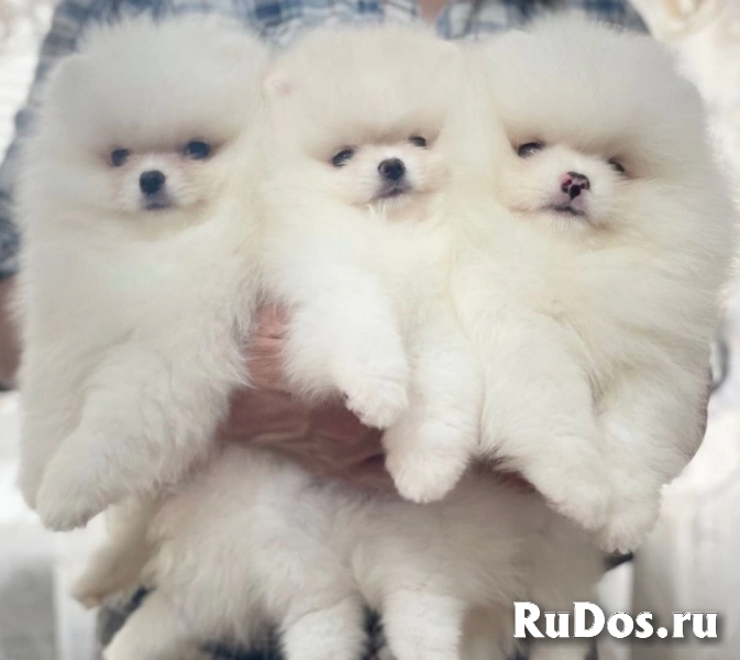 Продам в хорошие руки мини пишек фотка