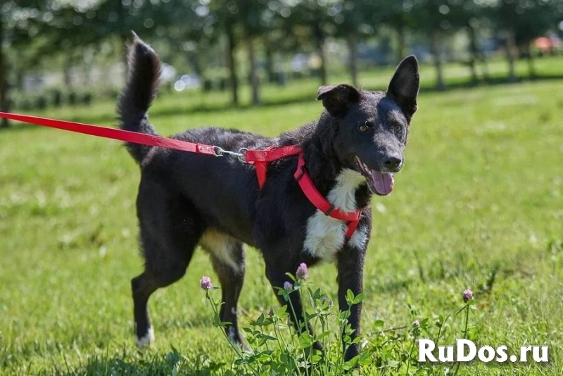 Ночка — собака, которая всегда рядом изображение 5