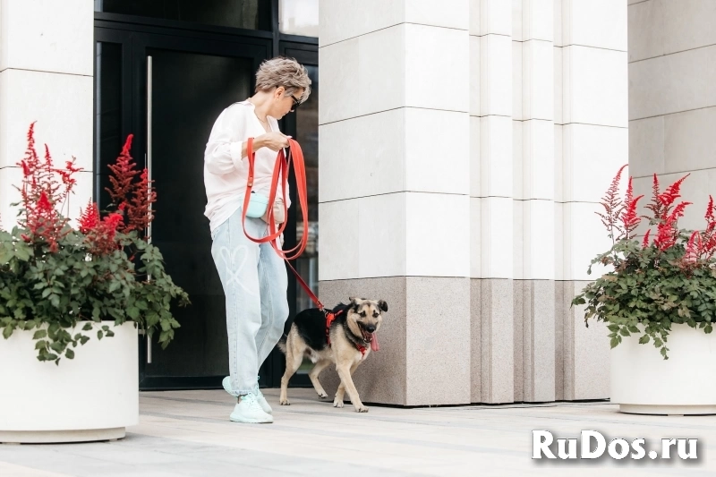 Дэнди ждёт своего человека. Москва, МО изображение 7