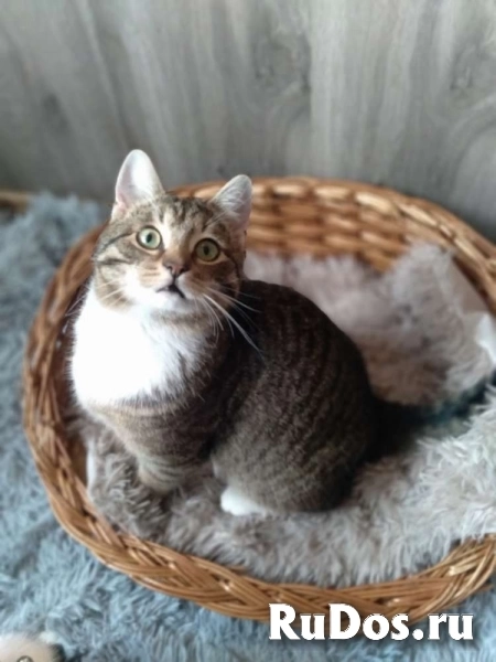 Сеня: без этого кота и жизнь не та! фотка