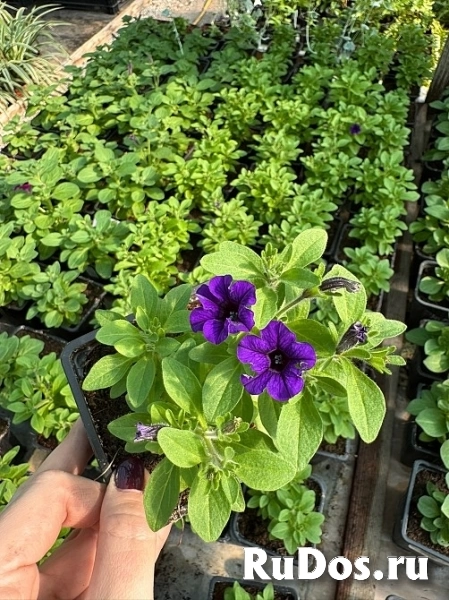 , купить растения фотка