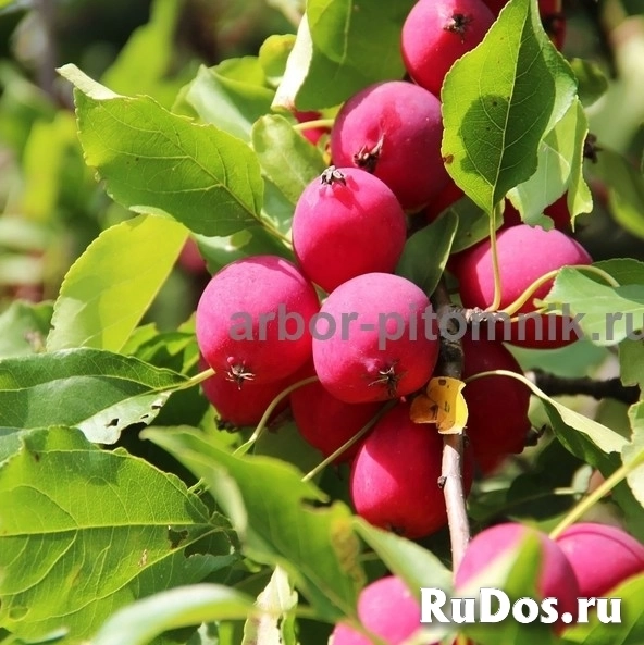 Саженцы яблони из питомника, с доставкой и посадкой по низкой цене изображение 11