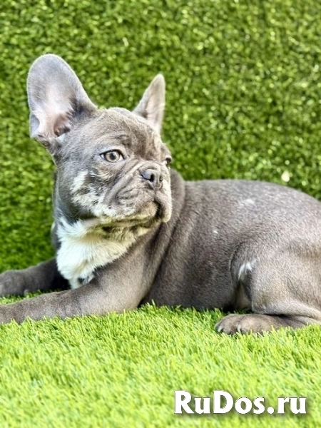 Французский бульдог изображение 4