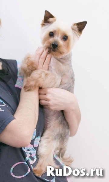 Очаровательная собачка Дели в добрые руки фотка
