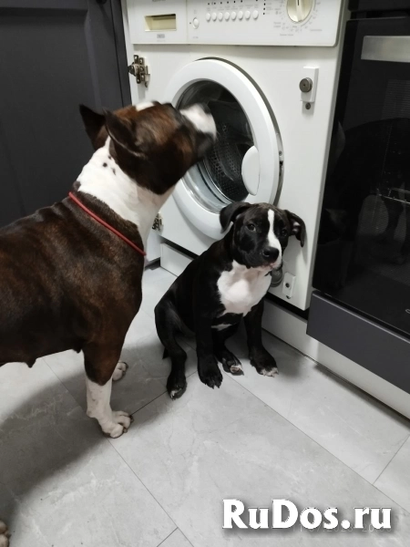 Тигровая  девочка Амстаффа для души фотка