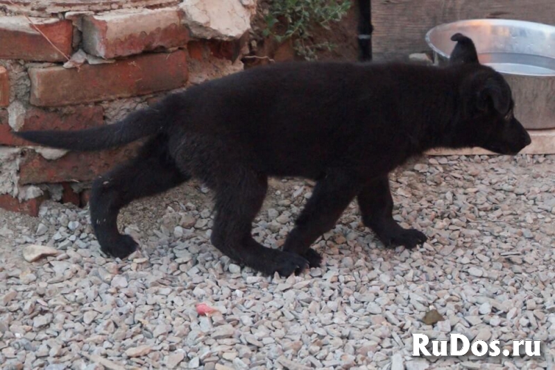 Предлагаем щенков немецких овчарок фотка