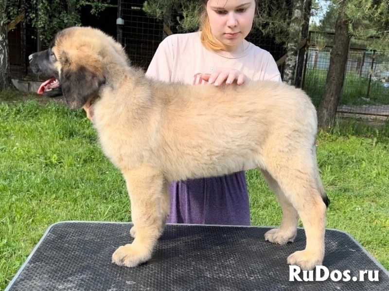 Щенки Леонбергера от титулованной пары фотка