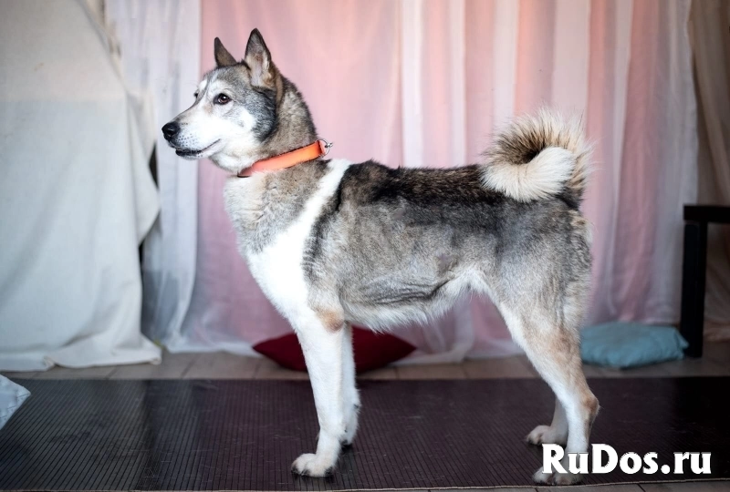 Лайка Саванна ждёт свою семью изображение 4