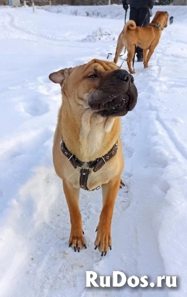 Ищет дом Ирис! изображение 4