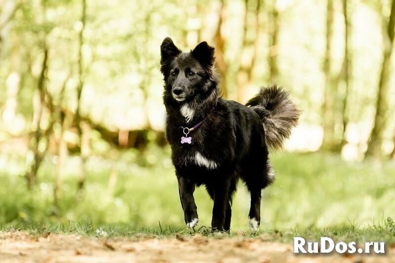 Красавица Рита в добрые руки. изображение 12