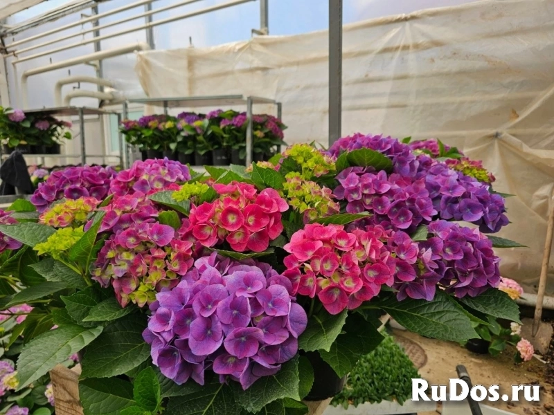 Гортензия цветущая изображение 3