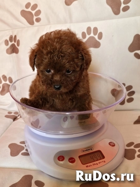 Красный карликовый пудель изображение 5