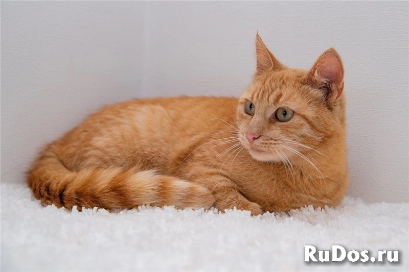 Рыжая кошка Мишаня в добрые руки. фотка