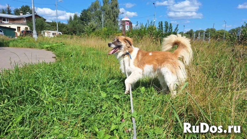 Очаровательный, интеллигентный мальчишка Бор в поисках дома! изображение 5