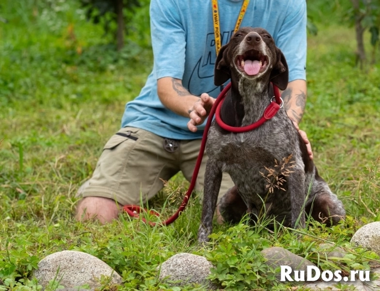 Курцхаар Лея ищет дом! изображение 3