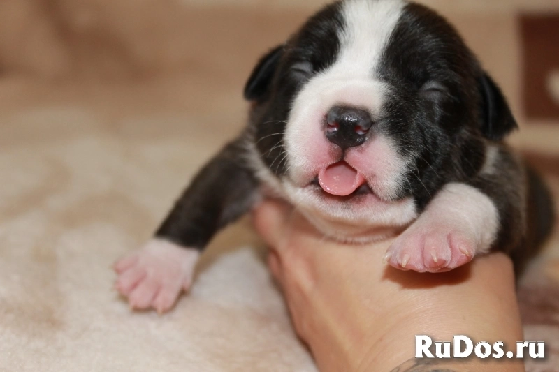 Малыши Амстаффтерьера бронь изображение 8