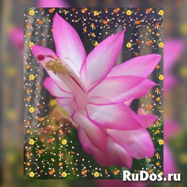 Магия для внешности, коммуникации, успешности и богатства. фото