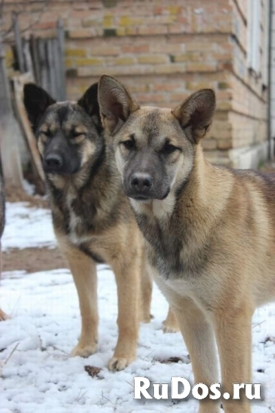 Ютта ищет любящую семью! изображение 5