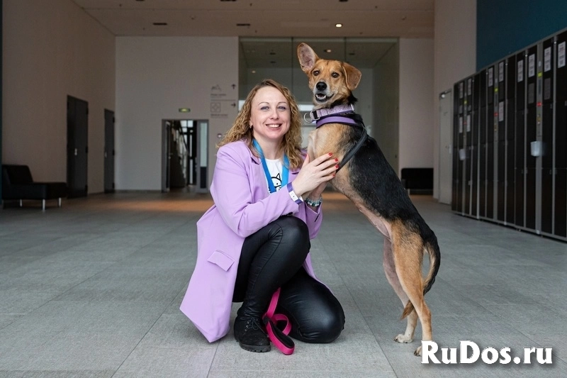 Небольшая собачка Астрид ищет дом. изображение 9