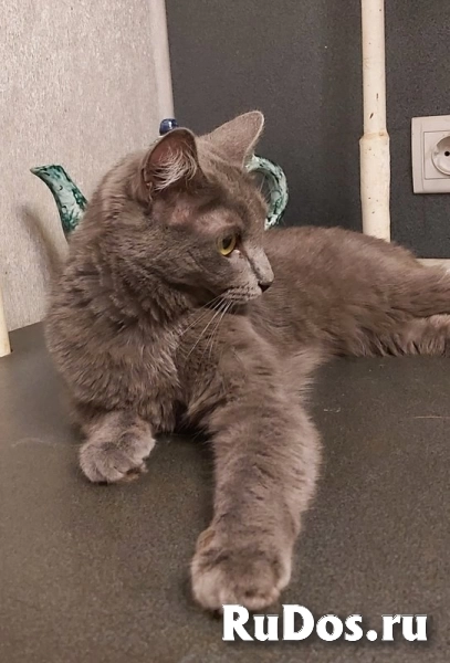 Дымка, русская голубая в добрые руки. изображение 8