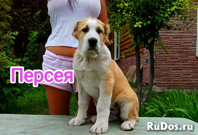 Среднеазиатская овчарка алабай щенки фотка