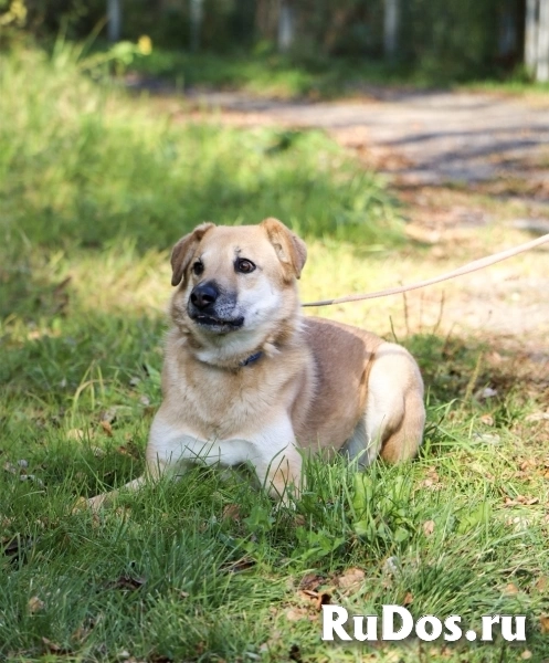 Чудесная Барабулька ищет дом и любящую семью! изображение 7