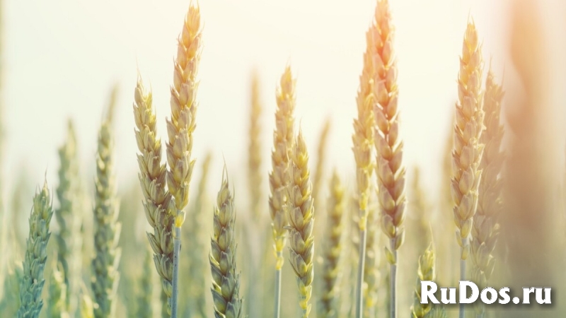 Семена озимой пшеницы Тимирязевка-150 фото