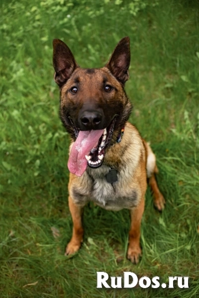 Красавчик Анзор ищет дом. изображение 5