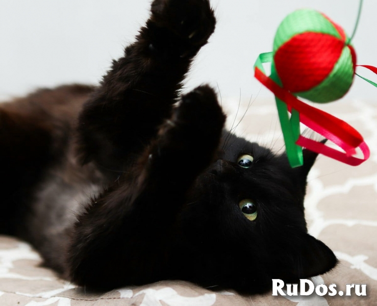 Шикарный кот ищет дом изображение 3