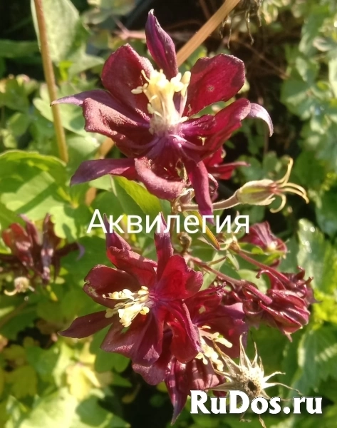 , купить растения фото