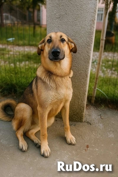 Малышка - метис немецкой овчарки в добрые руки! фото