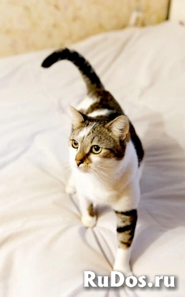 классный котэ ищет дом фотка