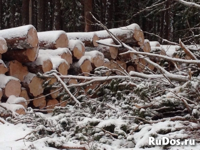 Продажа прав аренды лесничества изображение 3