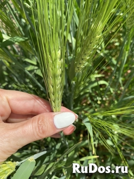 Семена ячменя озимого купить Виват Ерема Маруся Тимофей Фокс 1 фото