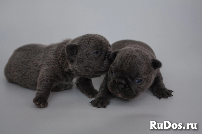 Замечательные девочки щенки французского бульдога изображение 5