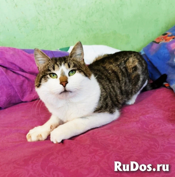 красивый кот Барри ищет дом фотка