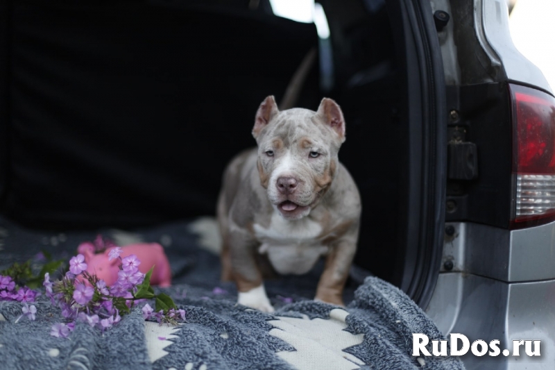 Щенки Американского булли (экзот, покет) изображение 9