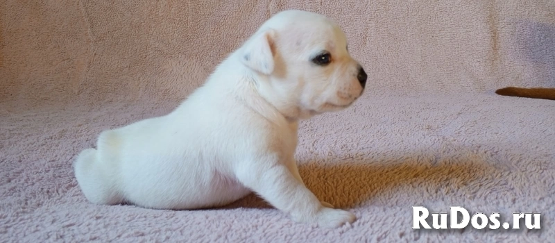 щенки стаффи изображение 6