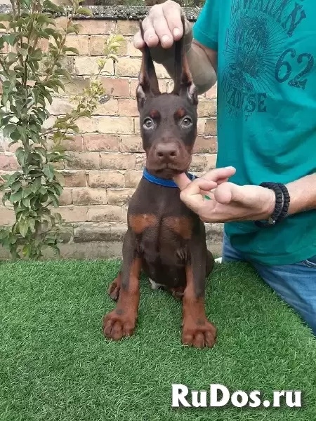 Доберман изображение 3